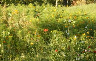 Blumen am Parkplatz vor dem NaturFreundehaus Göttingen E1